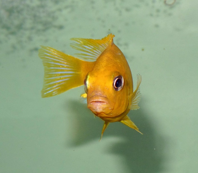 Maylandia barlowi 'Mbenji Island'